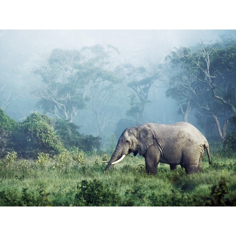 Quadro, stampa su tela. Frank Krahmer, Elefanti Africani, Ngorongoro Crater, Tanzania
