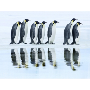 Leinwandbilder. Frank Krahmer, Gruppe der Kaiserpinguine, Antarktis