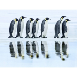 Tableau sur toile. Frank Krahmer, Pingouins, Antarctique