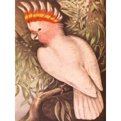 Wall art print and canvas. James Whitley Sayer, Leadbeaters Cockatoo