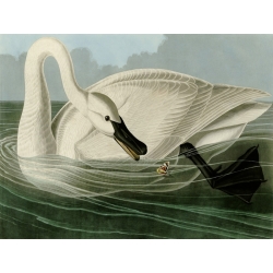 Cuadro de animales en canvas. Audubon, Trumpeter Swan (Cisne)