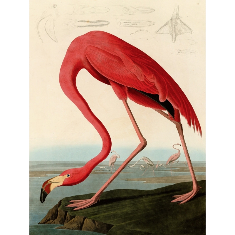 Wall art print and canvas. Audubon, American Red Flamingo