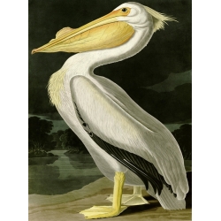 Tableau sur toile. John James Audubon, Pélican blanc américain