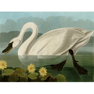 Cuadro de animales en canvas. Audubon, Common American Swan