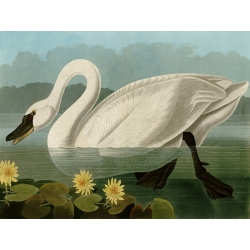 Leinwandbilder. John James Audubon, Common American Swan
