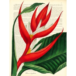 Tableau sur toile. Remy Dellal, Vintage Botany I