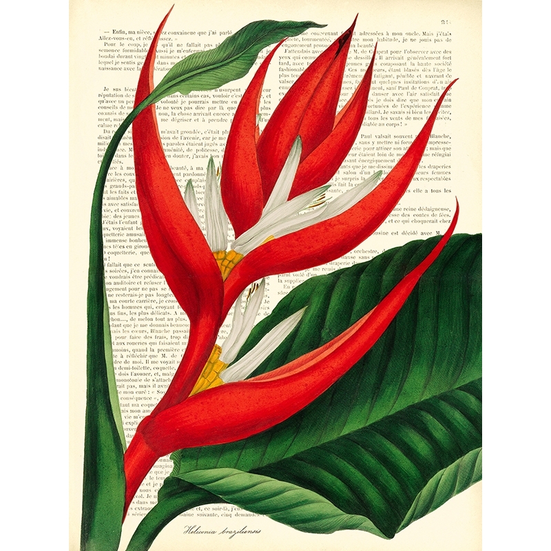 Quadro, stampa su tela. Remy Dellal, Vintage Botany I