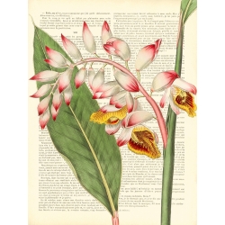 Tableau sur toile. Remy Dellal, Vintage Botany II