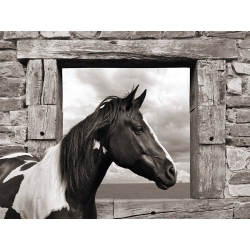 Leinwandbilder Pferde. Julian Lauren, Painted Horse (BW)