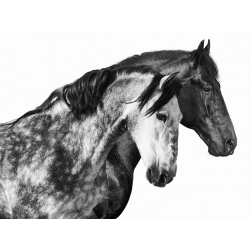 Leinwandbilder Pferde. Pangea Images, Together