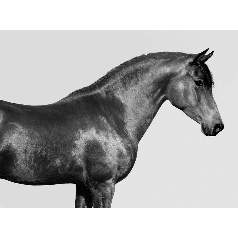 Quadro, stampa su tela. Pangea Images, Orpheus, cavallo purosangue arabo