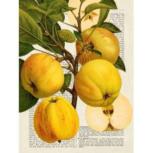 Wall art print and canvas. Remy Dellal, Seasonal Fruit, Apples