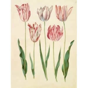 Leinwandbilder. Johannes S. Holtzbecher, Tulipa gesneriana