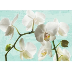 Leinwanddruck mit Blumen. Jenny Thomlinson, Celadon Orchids
