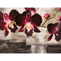 Wall art print and canvas. Shin Mills, Velvet Orchids