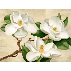 Cuadros de flores en canvas. Serena Biffi, Magnolias blancas
