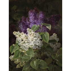 Wall art print and canvas. Johan Laurentz Jensen, White and violet lilac