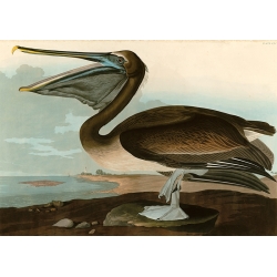 Wall art print and canvas. John James Audubon, Brown Pelican