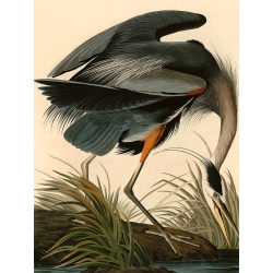 Tableau sur toile. John James Audubon, Grand héron blue