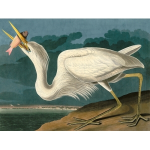 Leinwandbilder. John James Audubon, Great White Heron Weisser Reiher
