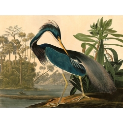 Leinwandbilder. John James Audubon, Louisiana Heron