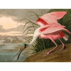 Leinwandbilder. John James Audubon, Roseate Spoonbill