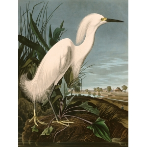 Leinwandbilder. John James Audubon, WeiSSer Reiher