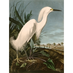 Wall art print and canvas. John James Audubon, Snowy Heron or White Egret