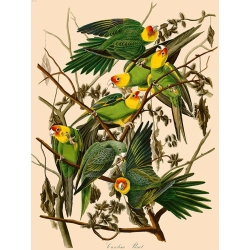 Quadro, stampa su tela. John James Audubon, Carolina Parrot (Pappagallini)