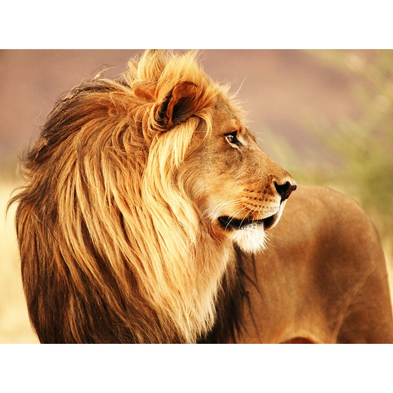 Tableau sur toile. Lion, Namibie