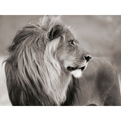 Wall art print and canvas. Anonymous, Male lion, Namibia (BW)