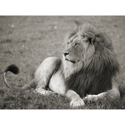 Leinwandbilder. Löwe, Serengeti-Nationalpark