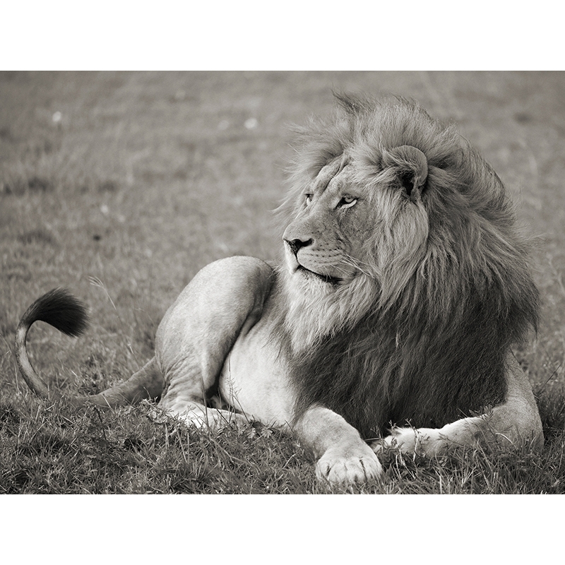 Wall art print and canvas. Pangea Images, Male lion, Serengeti National Park