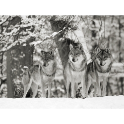Wall art print and canvas. Anonymous, Wolves in the snow, Germany (BW)
