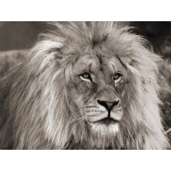 Tableau sur toile. Pangea Images, Lion d'Afrique