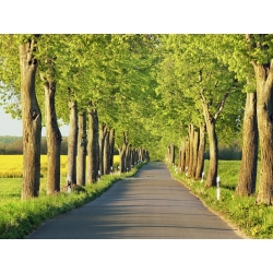Wall art print and canvas. Krahmer, Lime tree alley, Mecklenburg Lake District, Germany