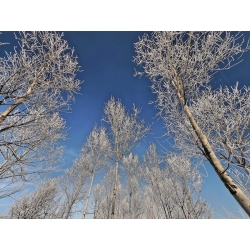 Leinwandbilder. Fulvio Ferrua, Bäume im Frost