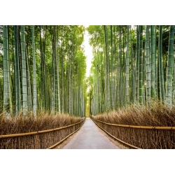Tableau sur toile. Forêt de bambous, Kyoto, Japon