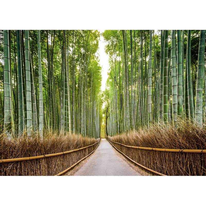 Cuadros naturaleza en canvas. Bosque de bambú, Kyoto, Japón