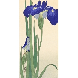 Cuadro japoneses en canvas. Koson Ohara, Iris