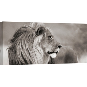 Tableau sur toile. Lion en Namibie (BW)