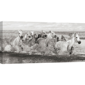 Quadro animali, stampa su tela. Cavalli in Camargue