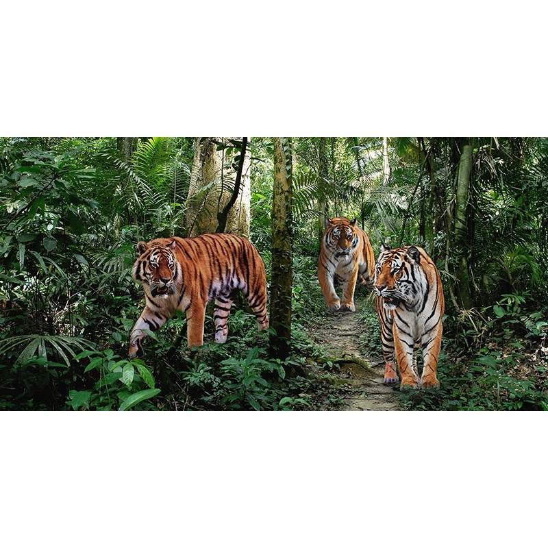 Wall Art Print and Canvas. Bengal Tigers (detail)