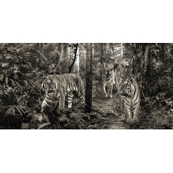 Quadro animali, stampa su tela. Tigri del Bengala (dettaglio bw)