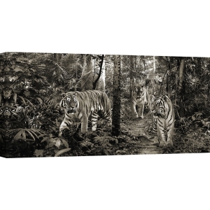 Bilder auf Leinwand. Bengalische Tiger (detail, BW)