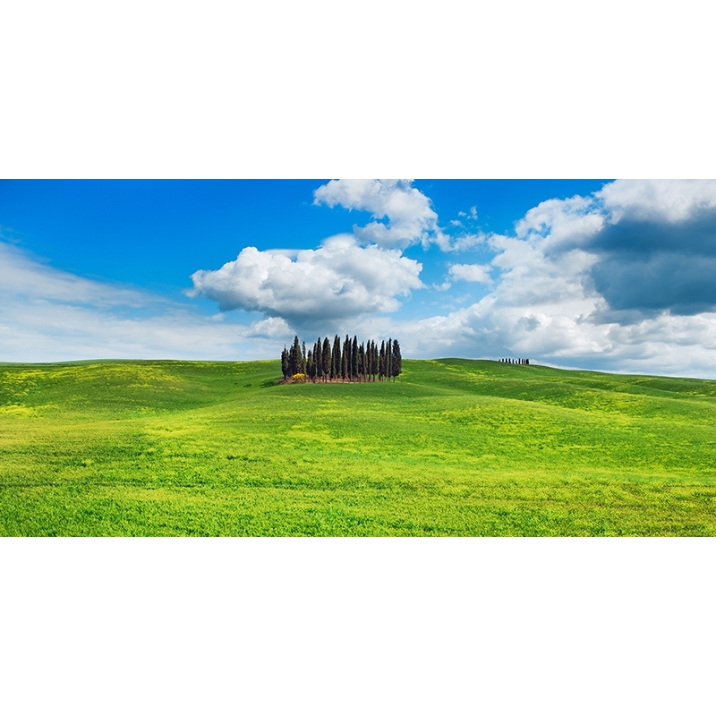 Wall Art Print and Canvas. Cypresses, Val d'Orcia, Tuscany (detail)