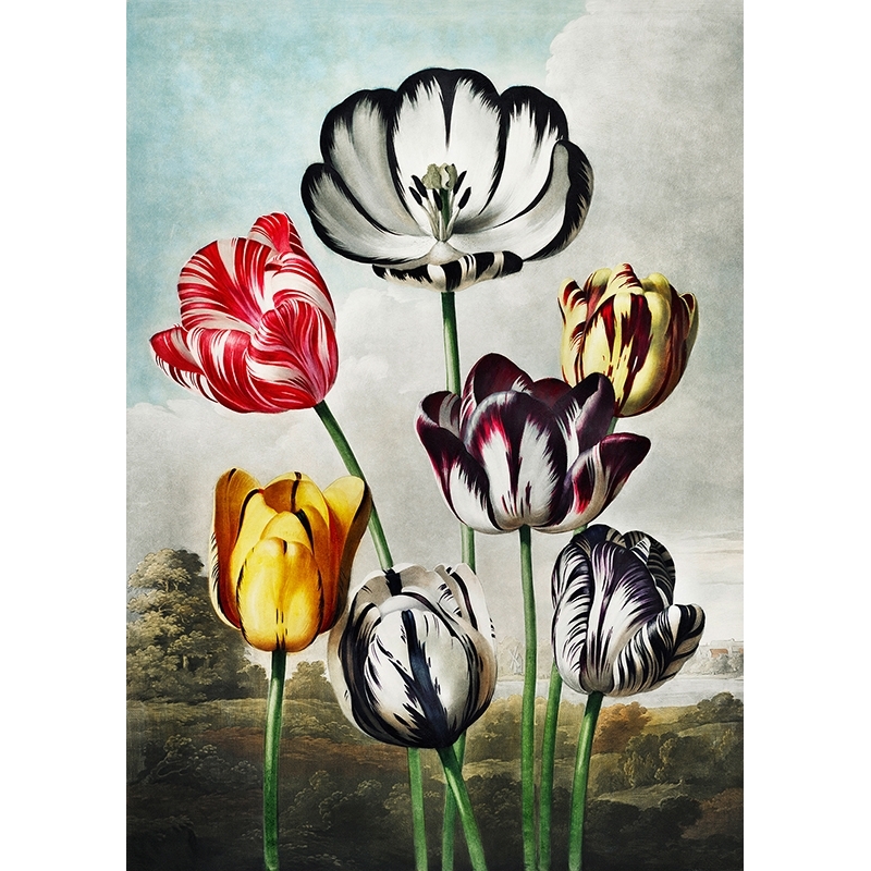 Tableau sur toile. Robert John Thornton, Tulips, Temple of Flora