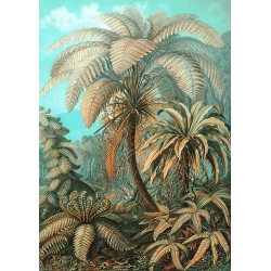 Cuadro en canvas con palmera. Haeckel Ernst , Filicinae