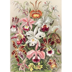 Cuadro botanica en canvas. Haeckel Ernst , Orchidaeacae