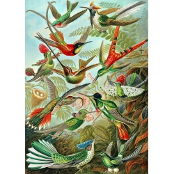 Tableau sur toile avec oiseaux. Ernst Haeckel, Trochilidae